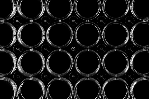 6孔細(xì)胞培養(yǎng)板