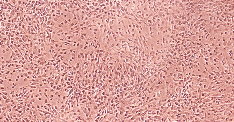 細(xì)胞培養(yǎng)