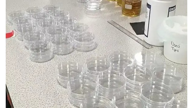 培養(yǎng)皿：定義、類型和用途