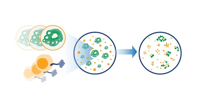 什么是細(xì)胞共培養(yǎng)？