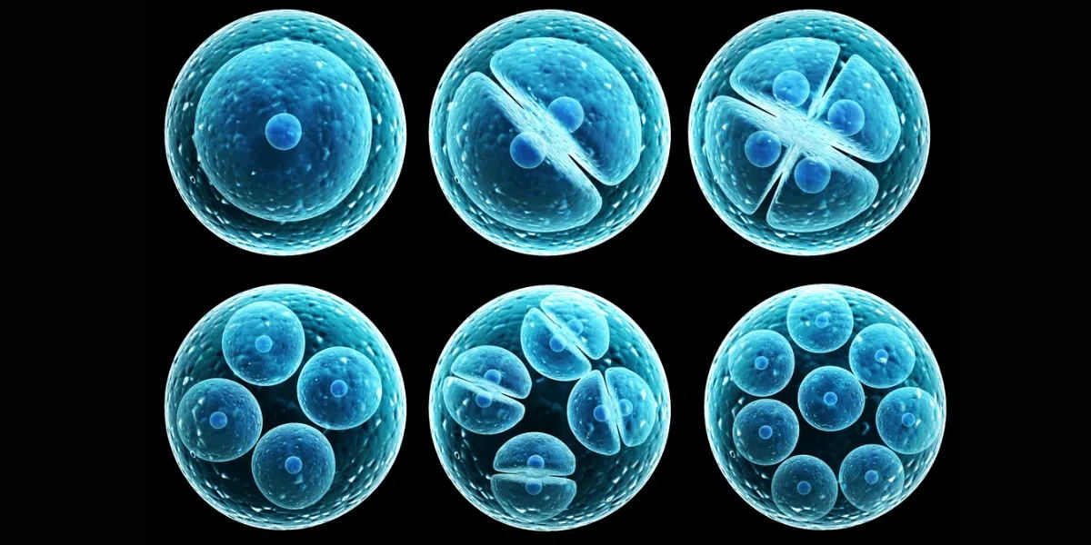 流式細(xì)胞術(shù)如何工作？