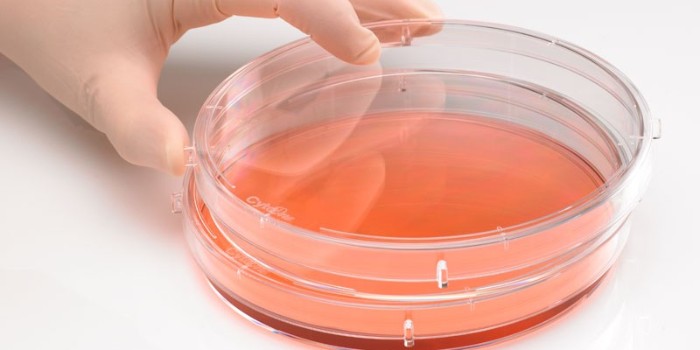 細(xì)胞培養(yǎng)的生長(zhǎng)周期