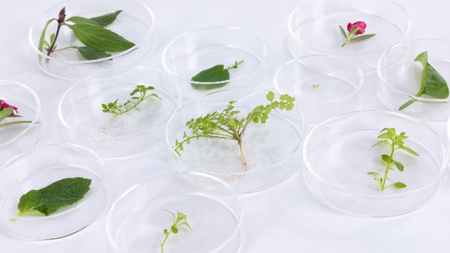 培養(yǎng)皿應(yīng)用場(chǎng)景