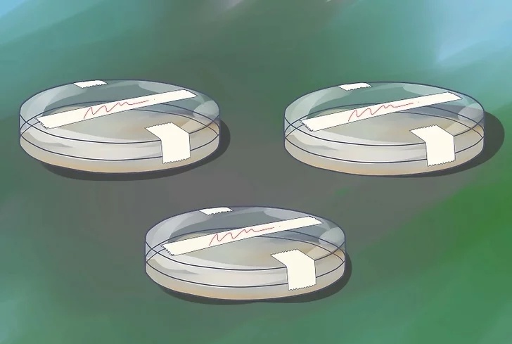 將培養(yǎng)皿放在溫暖、黑暗的地方