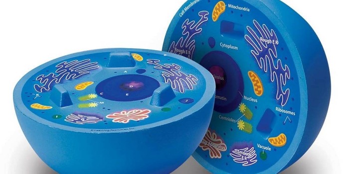 動物細(xì)胞培養(yǎng)和使用的方法